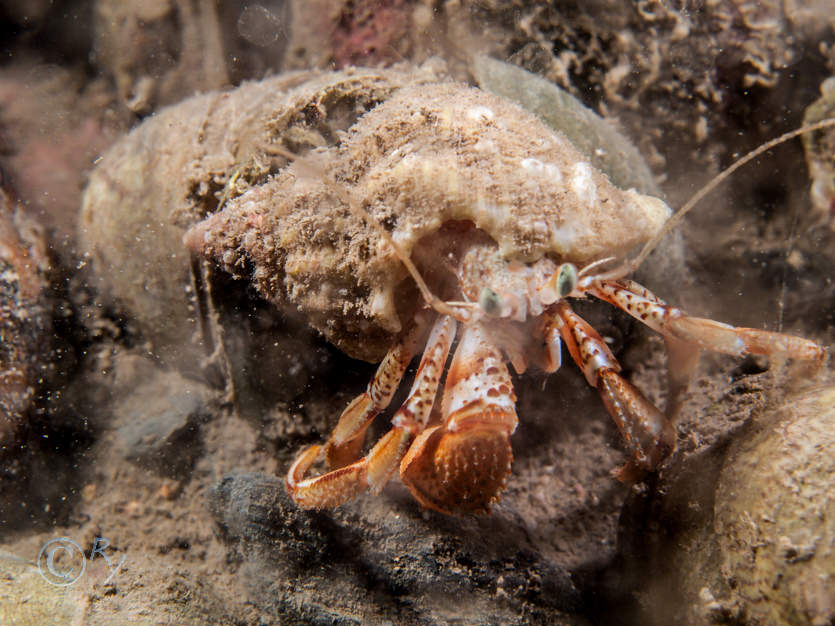 Pagurus bernhardus -- common hermit crab