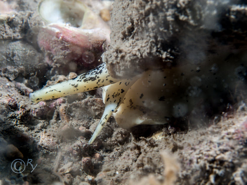 Buccinum undatum -- common whelk  buckie