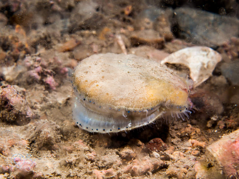 Aequipecten opercularis -- queen scallop