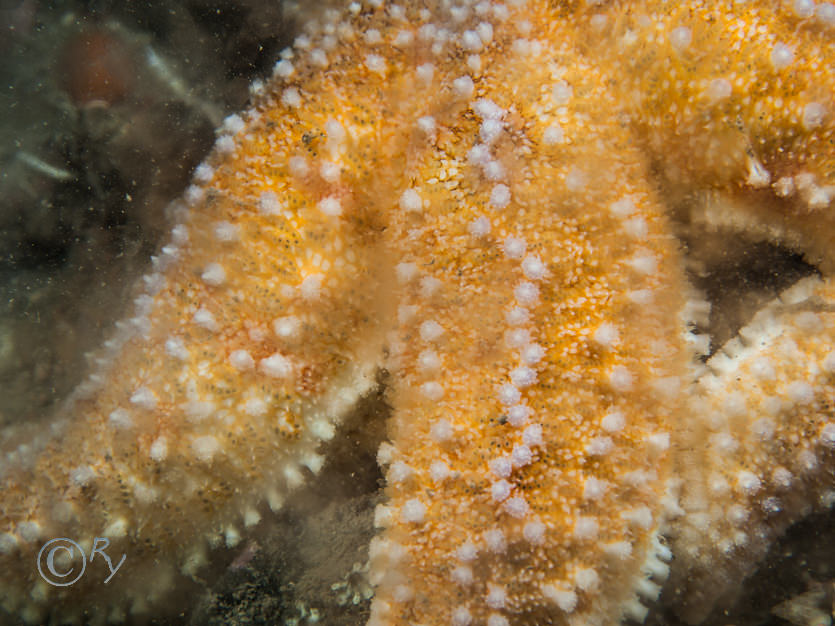 Asterias rubens -- common starfish