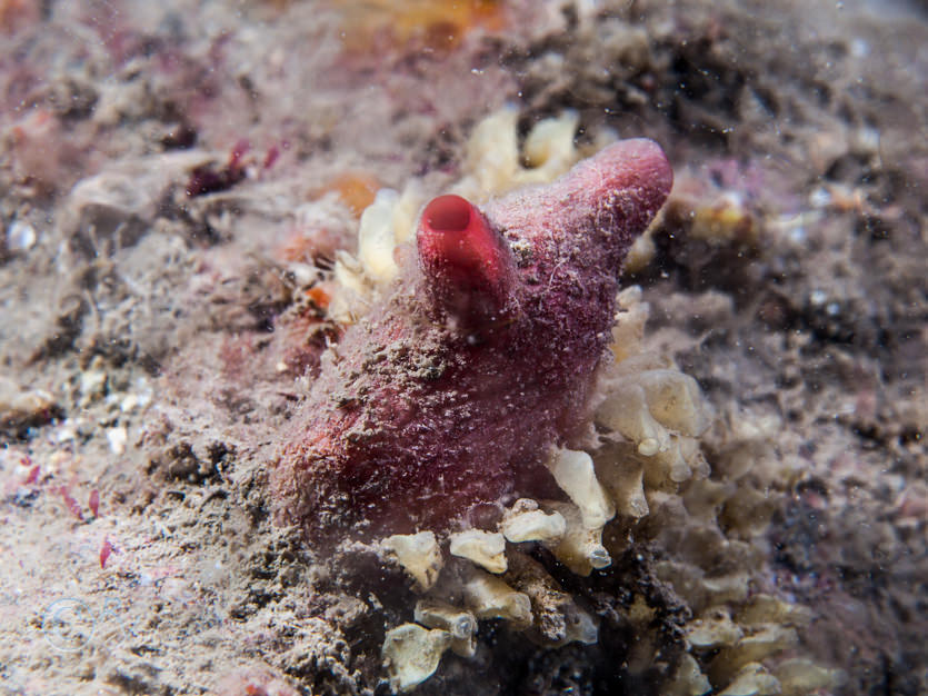 Ocenebra erinacea eggs -- sting winkle eggs, Polycarpa scuba -- teapot sea squirt
