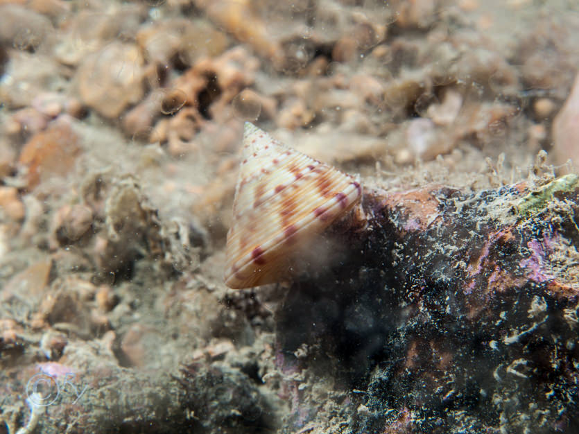 Calliostoma zizyphinum -- painted top shell  mermaid's nipples