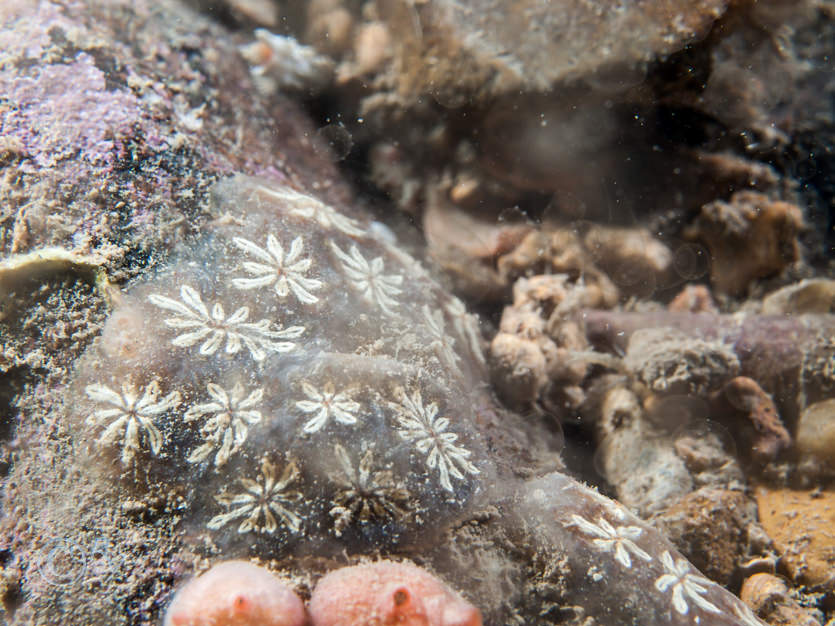 Botryllus schlosseii -- star sea squirt