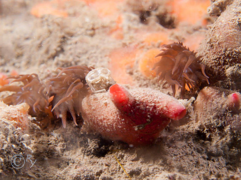 Aiptasia mutabilis -- trumpet anemone, Polycarpa scuba -- teapot sea squirt