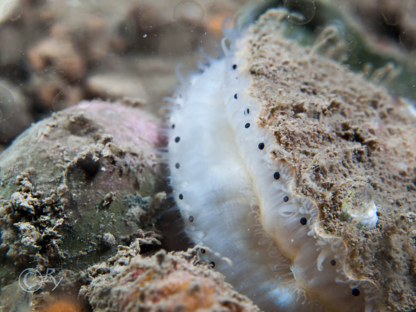 Pecten maximus - King scallop