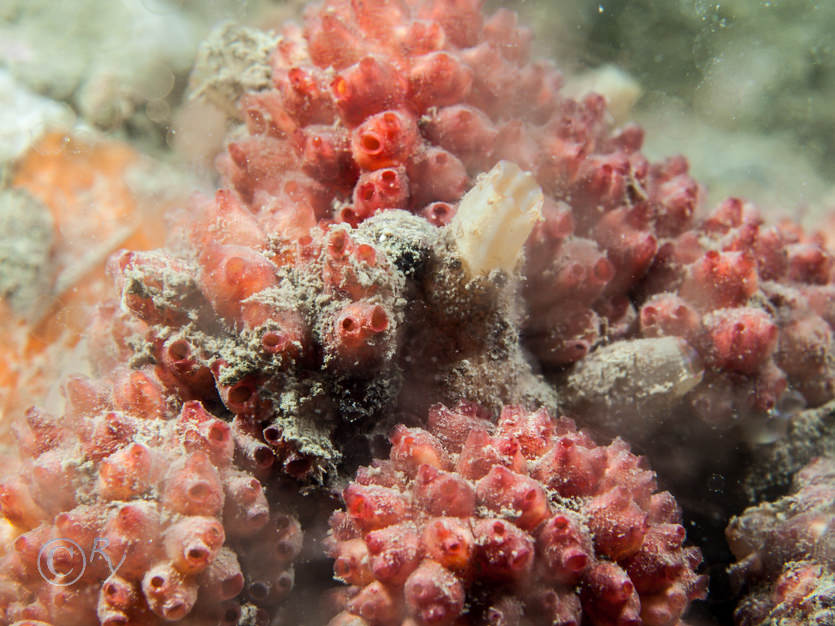 Ascidiella scabra, Distomus variolosus -- lesser gooseberry sea squirt