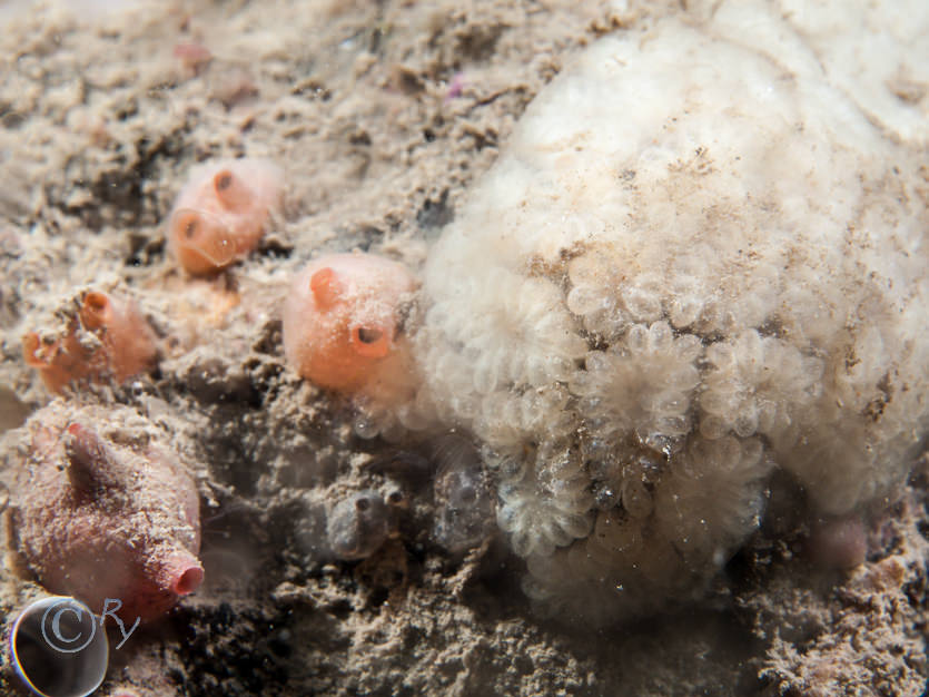 Botryllus schlosseii -- star sea squirt