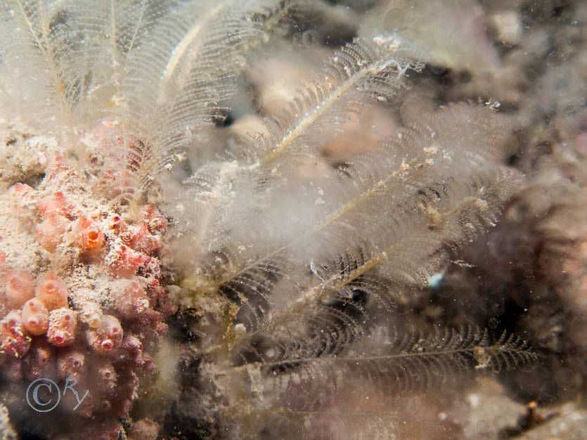 Dendrodoa grossularia -- baked bean sea squirt, Plumularia setacea