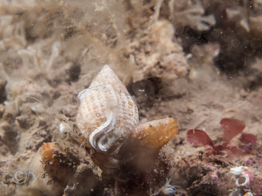 Nassarius reticulata -- netted dog whelk, Pomatoceros spp -- keel worm