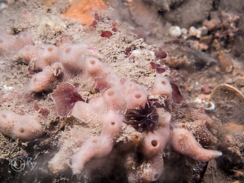 Haliclona viscosa -- volcano sponge