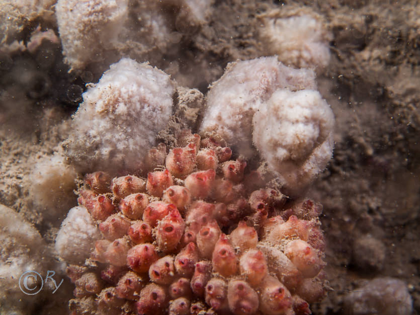 Distomus variolosus -- lesser gooseberry sea squirt