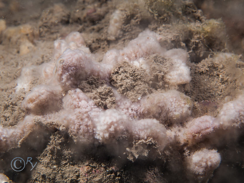 Haliclona viscosa -- volcano sponge