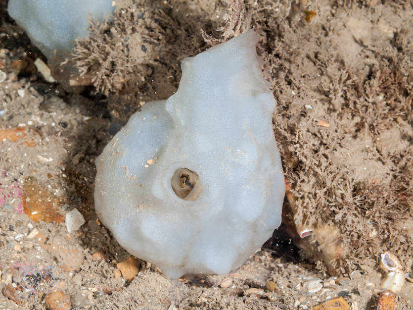 Phallusia mammillata -- Neptune's heart sea squirt