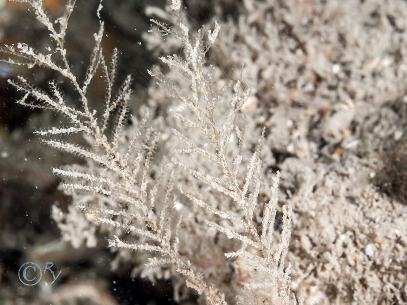 Halecium halecinum -- herringbone hydroid
