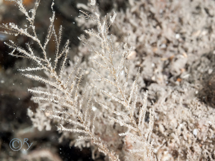 Halecium halecinum -- herringbone hydroid