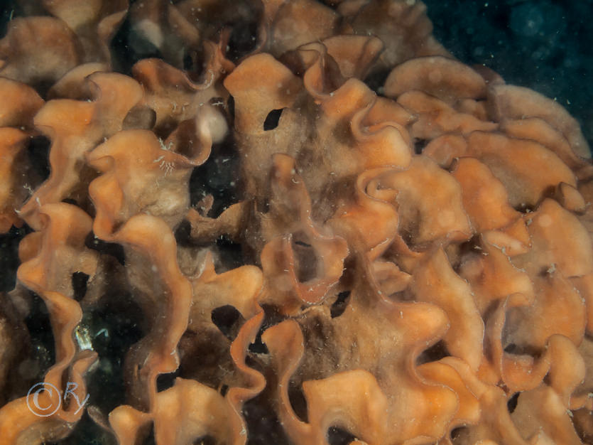 Pentapora foliacea -- potato crisp bryozoan