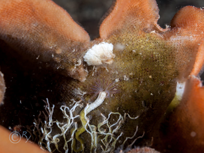 Balanus Sp., Pentapora foliacea -- potato crisp bryozoan, Salmacina dysteri -- coral worm, Hydroides norvegica?