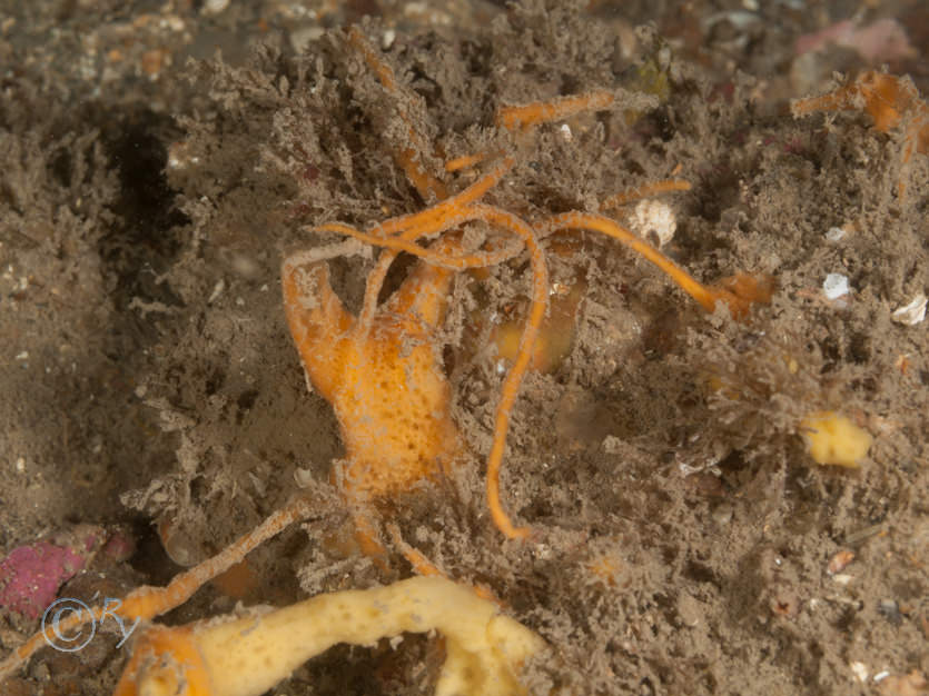 Amphilectus fucorum -- shredded carrot sponge