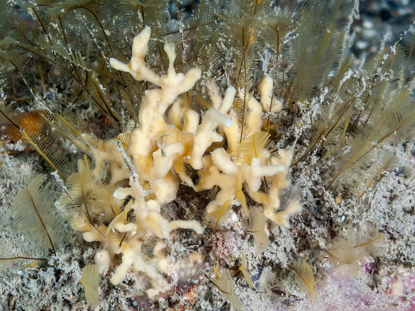 Aglaophenia tubulifera, Iophonopsis nigricans