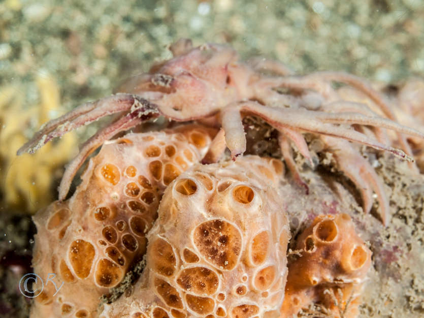 Hemimycale columella -- crater sponge