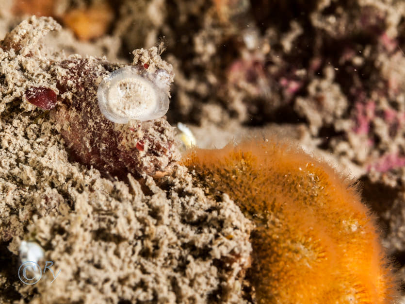 Cellepora pumicosa -- orange pumice bryozoan, Disporella hispida