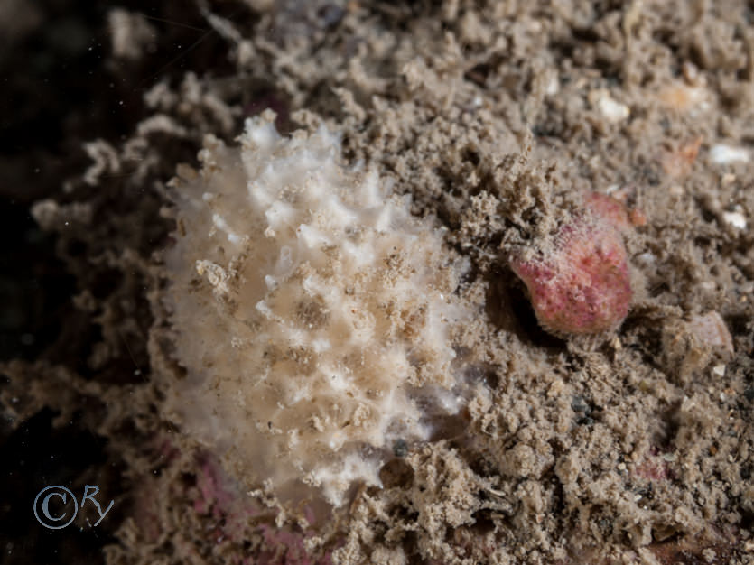 Dysidea fragilis -- goosebump sponge, Encrusting bryozoan