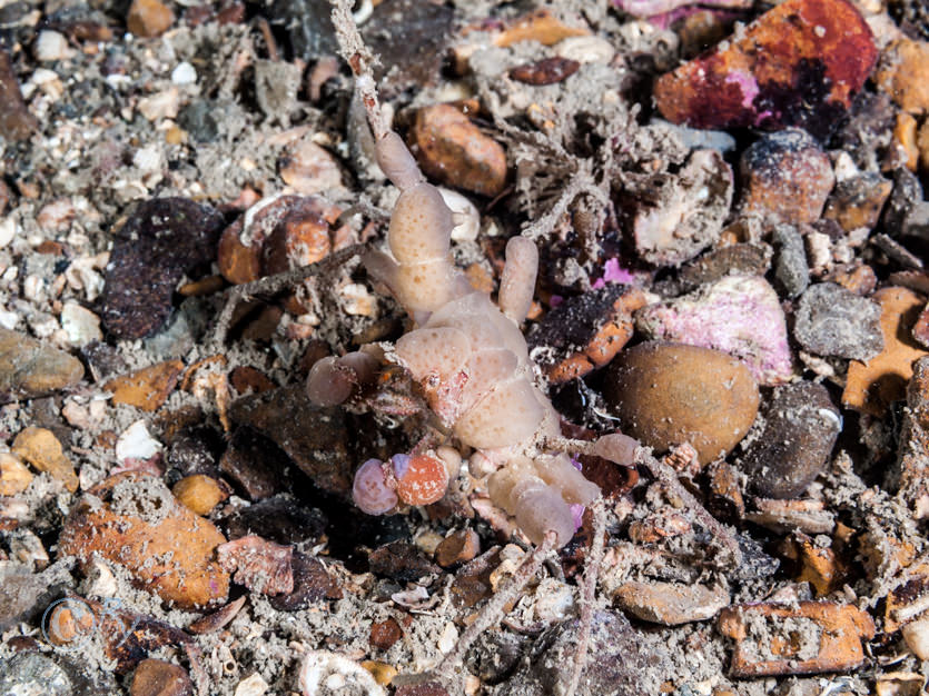 Inachinae -- small spindly or sponges spider crabs- not identified to species