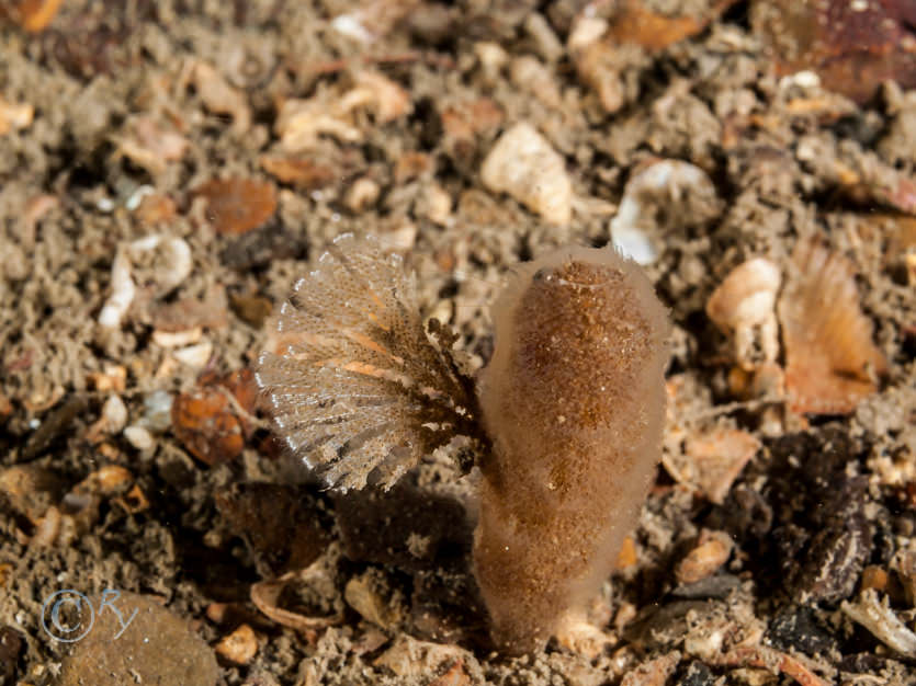 Alcyonidium diaphanum -- finger bryozoan  sea chervil, Bugula flabellata