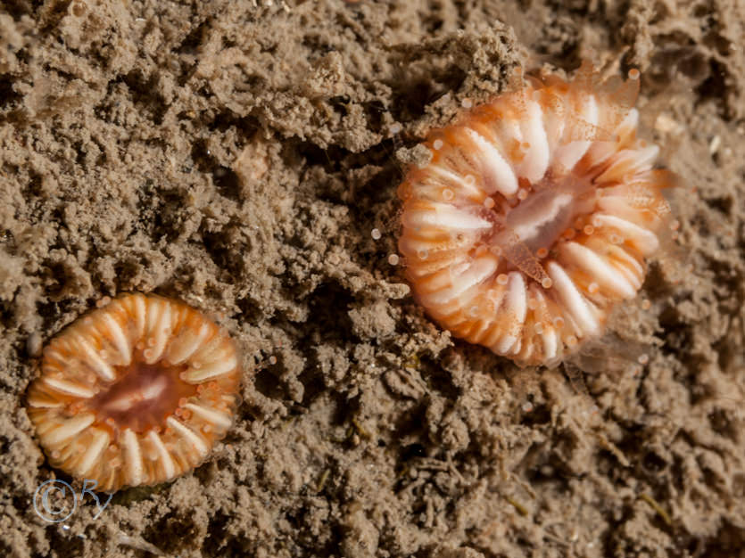 Caryophyllia smithii -- Devonshire cup-coral