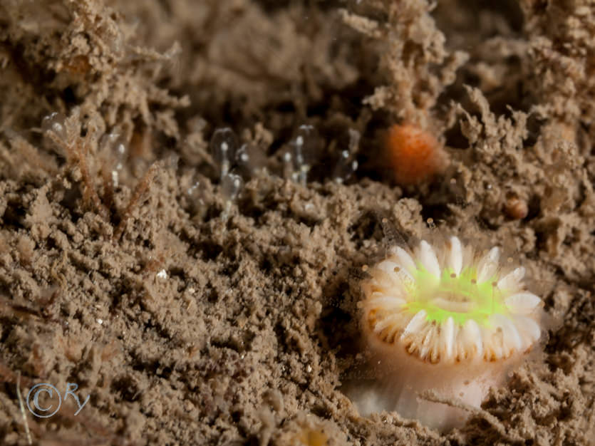 Caryophyllia smithii -- Devonshire cup-coral, Pycnoclavella aurilucens -- Orange Lights Seasquirt