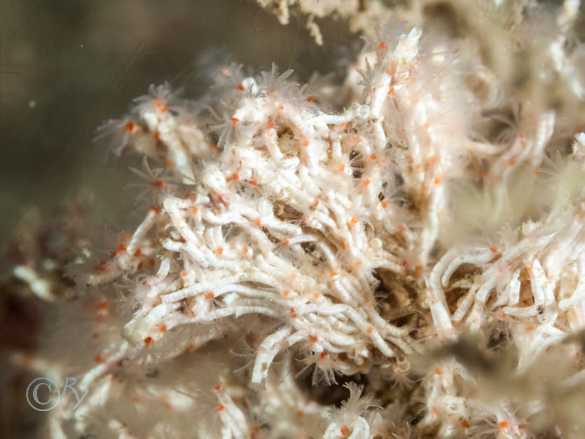 Salmacina dysteri -- coral worm