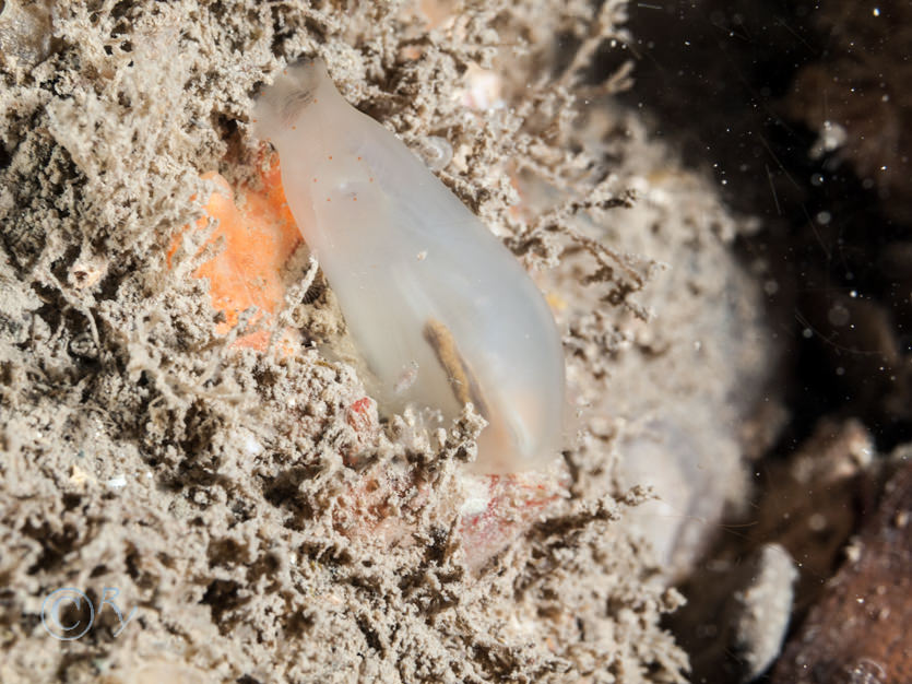 Ascidia conchilega, Ascidia virginea -- pink edged sea squirt