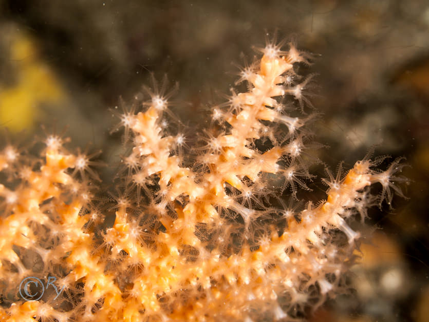 Eunicella verrucosa -- pink sea fan  fan coral