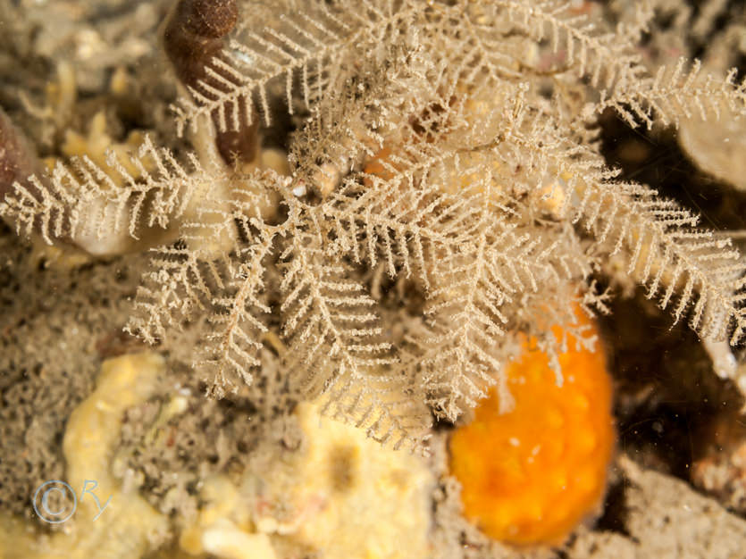 Hydrallmania falcata -- helter-skelter hydroid