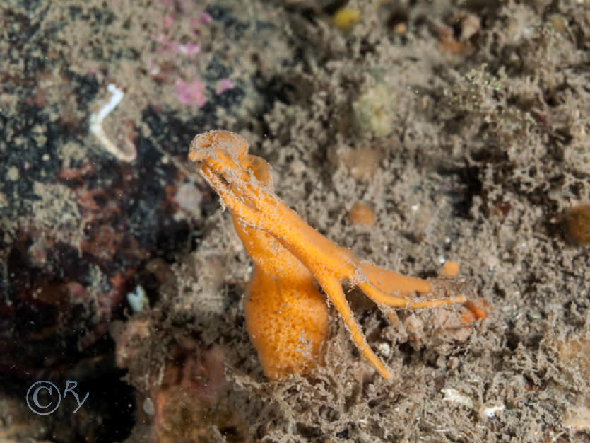 Amphilectus fucorum -- shredded carrot sponge