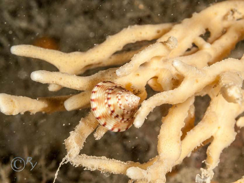 Calliostoma zizyphinum -- painted top shell  mermaid's nipples