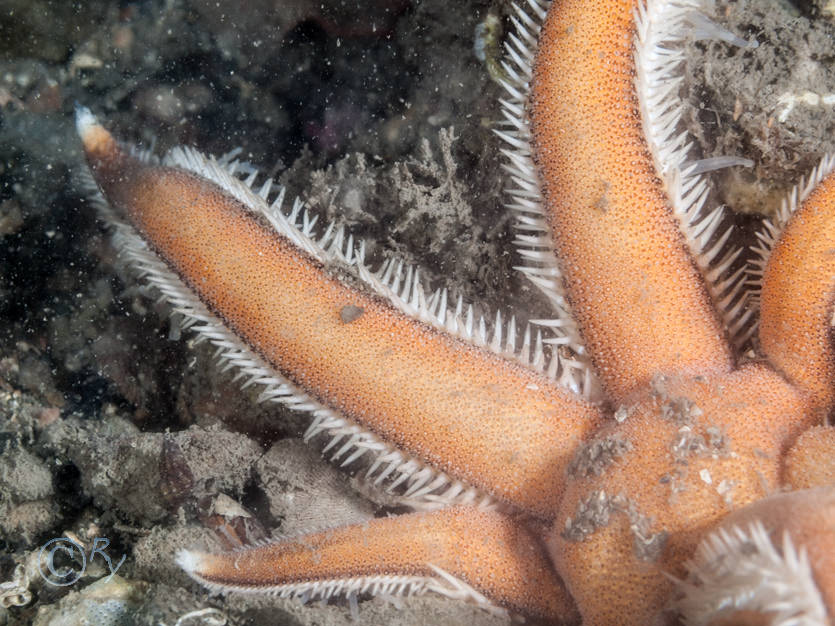 Luidia ciliaris -- seven armed starfish