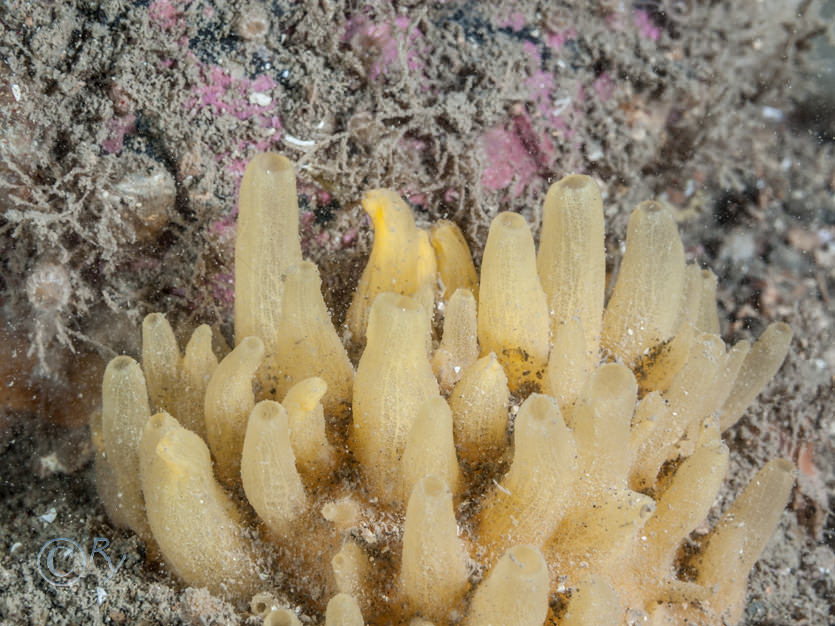 Polymastia penicillus (mamillaris) -- chimney sponge