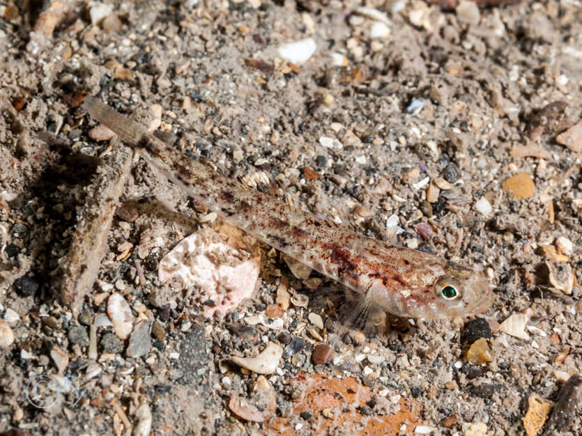 Pomatoschistus pictus -- painted goby