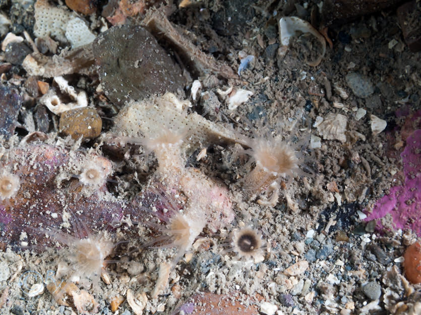 Epizoanthus couchii -- sandy creeplet