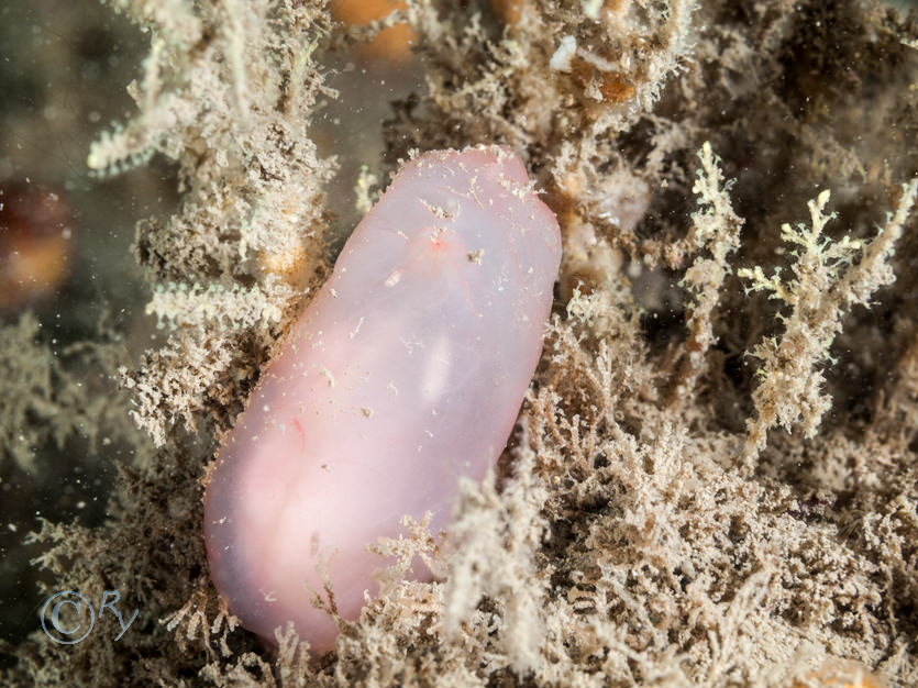 Ascidia virginea -- pink edged sea squirt