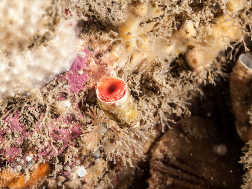 Dysidea fragilis -- goosebump sponge, Encrusting bryozoan, Encrusting red algae, Scrupocellaria sp., Serpula vermicularis -- organ pipe worm  red fan worm