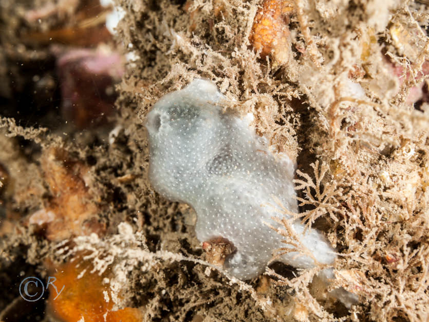 Didemnum maculosum, Scrupocellaria sp.