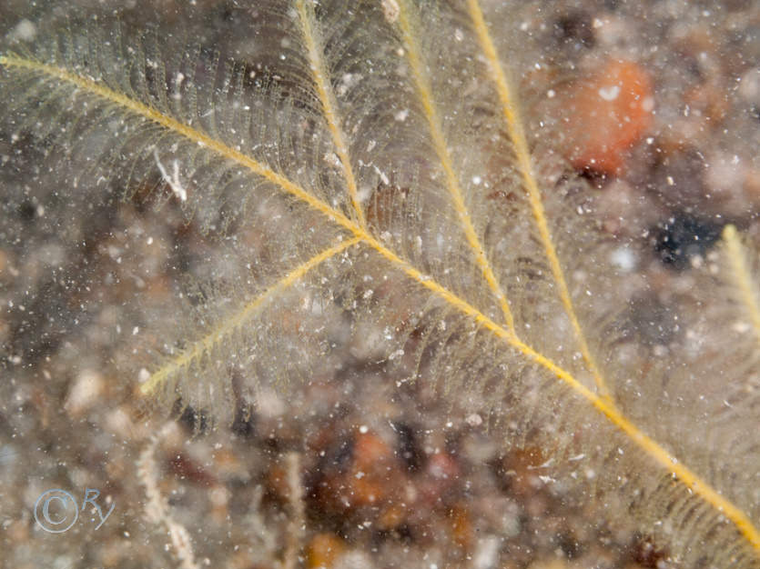 Nemertesia ramosa -- branched antenna hydroid