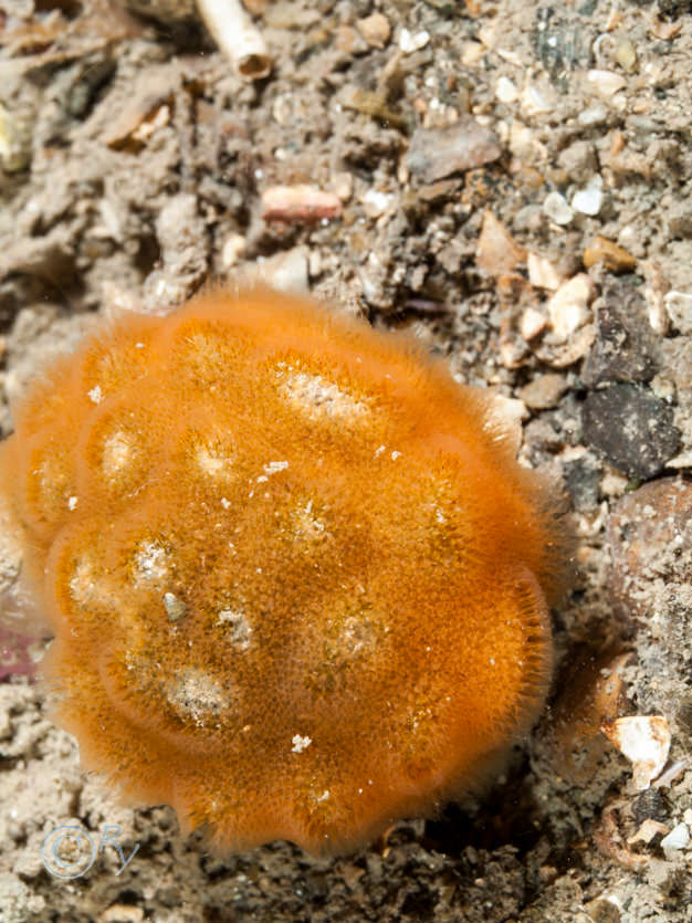 Cellepora pumicosa -- orange pumice bryozoan