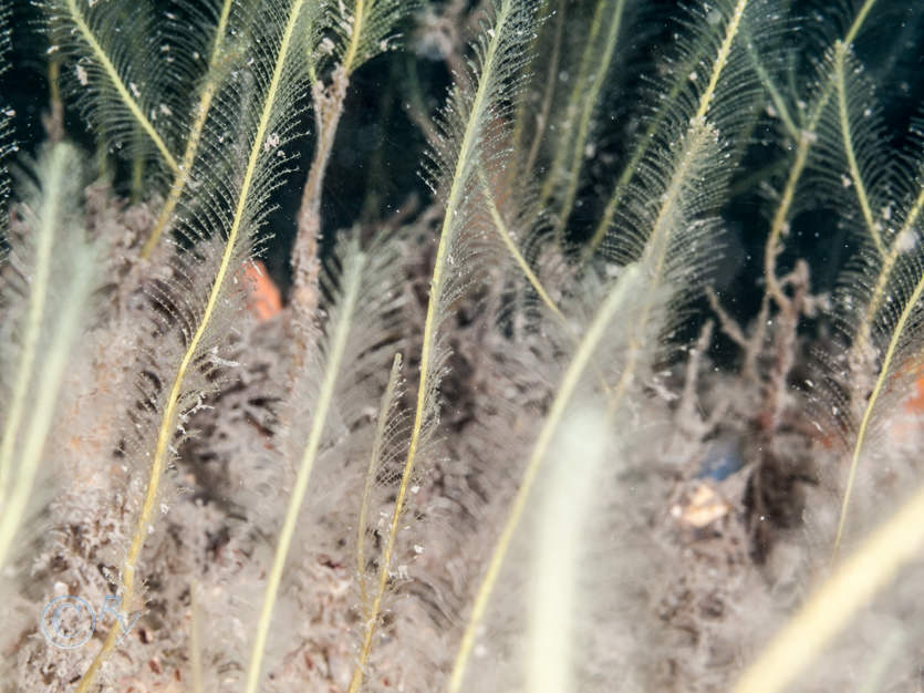 Nemertesia ramosa -- branched antenna hydroid