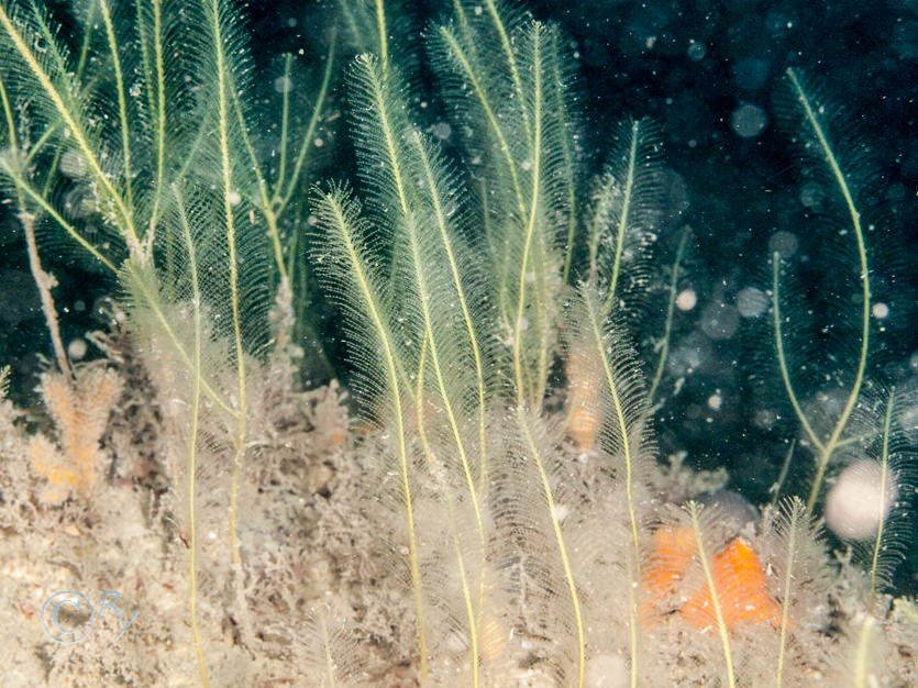 Nemertesia ramosa -- branched antenna hydroid