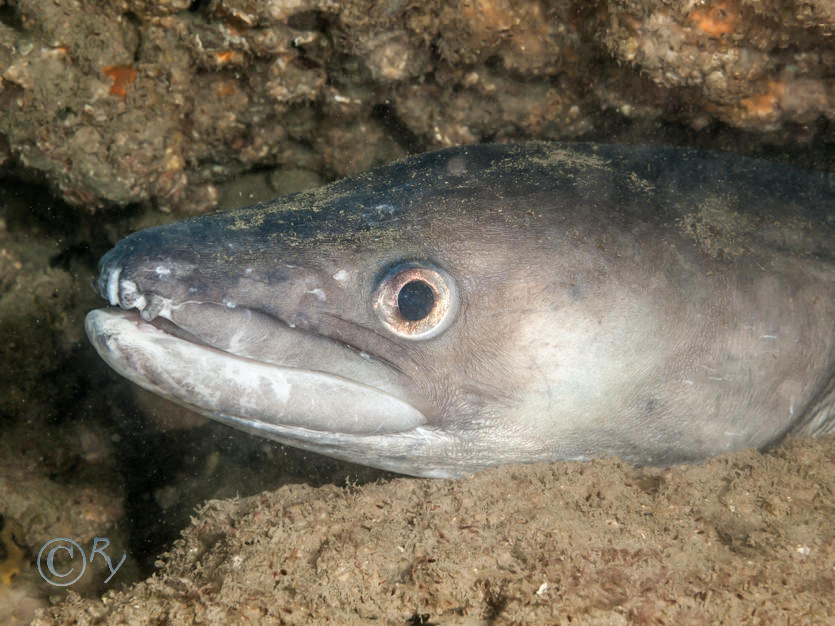 Conger conger -- conger eel