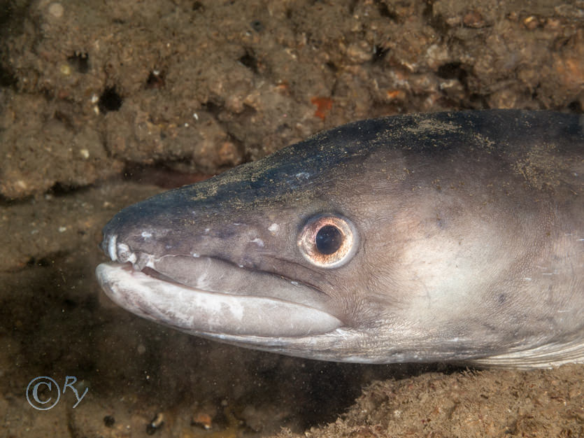 Conger conger -- conger eel