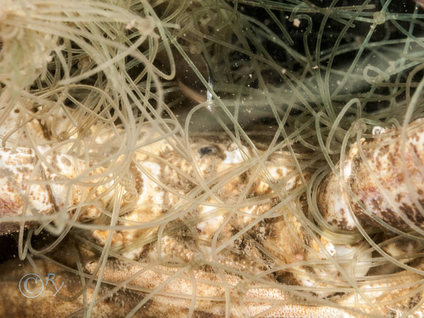Fishing net entangling edible crab (it was freed!)